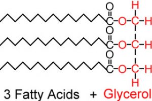 triglycerides