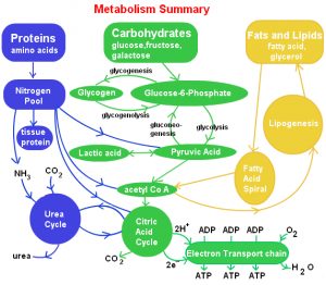 steps-involved-in-lipid-metabolism