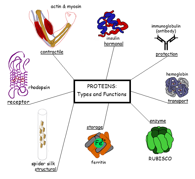 proteintypefunction